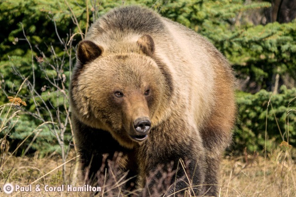 Jasper Grizzly Bear April 2018 - Wildlife