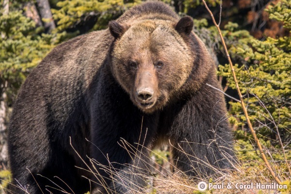 Jasper Large Male Grizzly 2018 - Wildlife