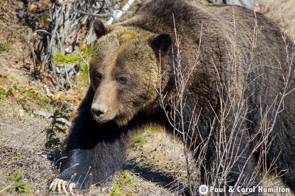 Jasper Large Male Grizzly April 2018 - Wildlife