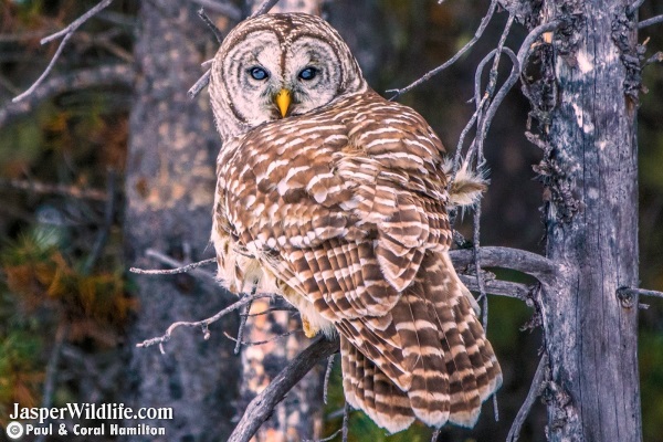 Barred Owl in Jasper, Alberta Tours