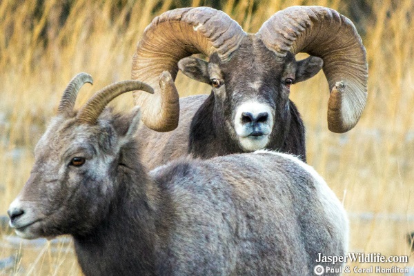 Jasper Wildlife Tours Bighorn Sheep 2