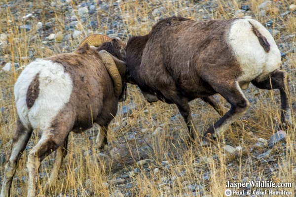Jasper Wildlife Tours Bighorn Sheep 3
