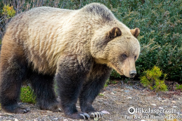 33 Jasper Wildlife Tour Grizzly Bear