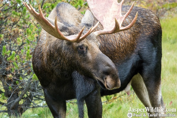 Bull Moose Sept. Beginning of Rutting Season Jasper Wildlife Tours 2