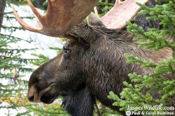 Bull Moose Sept. 2018 Beginning of Rutting Season Jasper Wildlife Tours 6