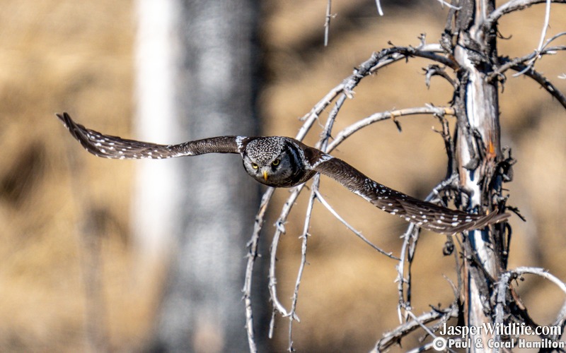 Wingspan of the Northern Hawk Owl - Jasper Wildlife Tours
