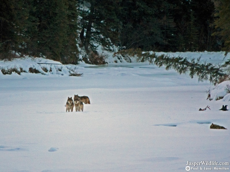 Wolves 2018 March 2