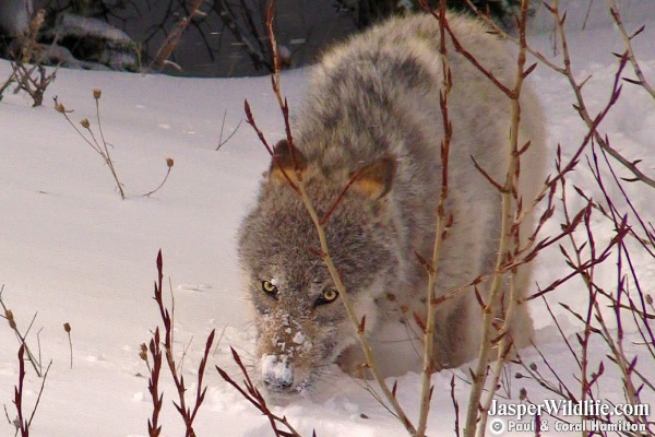 10 Month Old Wolf Pup Close - Jasper Wildlife Tours