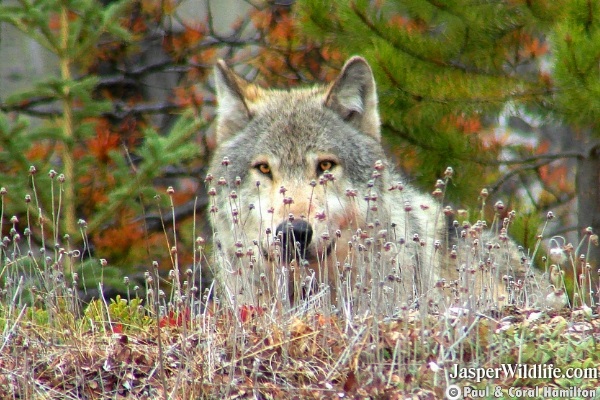 Wolf in Jasper, Alberta