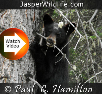 Jasper Wildlife - Bear Cub Video