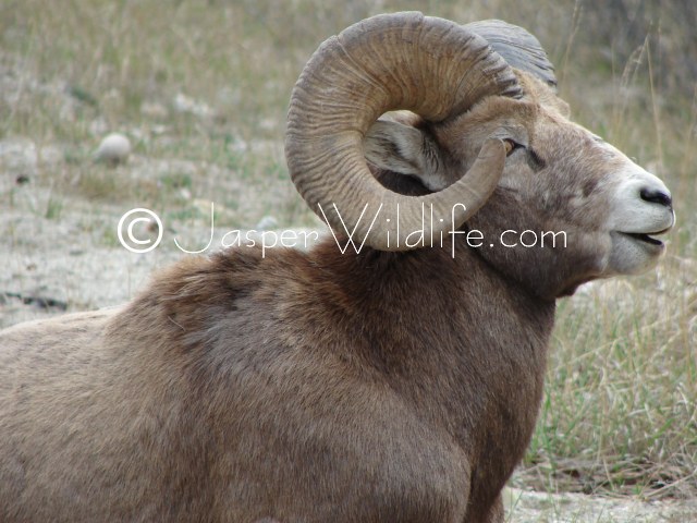 101 Jasper Wildlife - Large Bighorn Sheep Resting