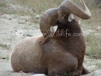 103 Jasper Wildlife Large Bighorn Sheep Scratching