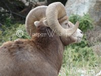 96 Jasper Wildlife Very Large Bighorn Sheep