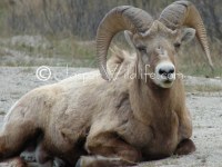 99 Jasper Wildlife Bighorn Sheep Resting