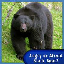 Angry Black Bear Approaching