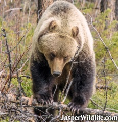 Jasper Bears