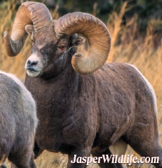 Jasper bighorn sheep - Wildlife