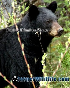 Jasper black bear - Wildlife