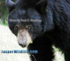 Jasper National Park Wildlife