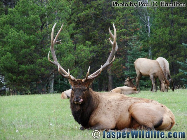 Big Elk