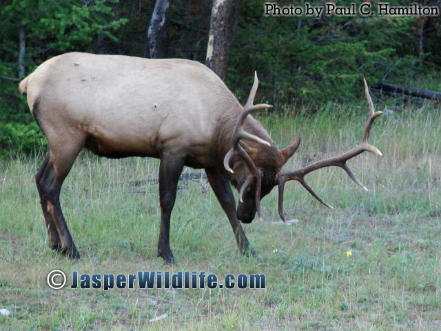 Jasper Wildlife 17280 Bull Elk Raking Ground with Rack