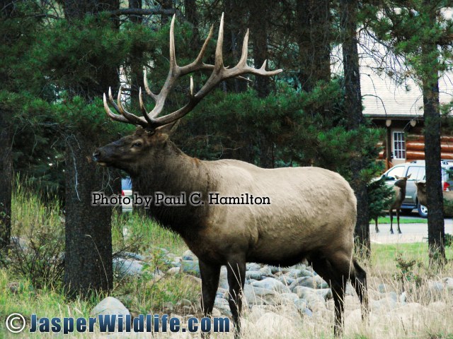 Jasper Wildlife 17284 Healthy Bull Elk in Sept
