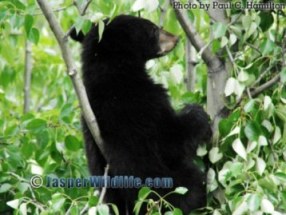Jasper Wildlife - Bear Cub Resting in Balsam Poplar 979
