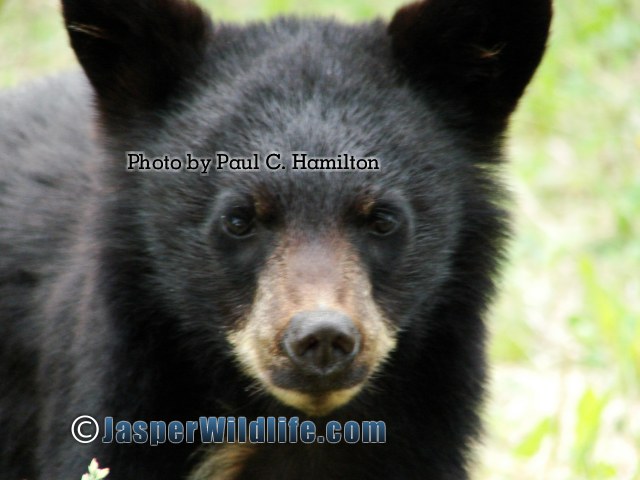 Black Bear Face