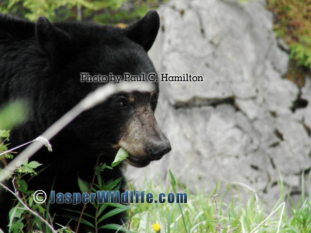 Jasper Wildlife Black Bear Eating Dandelions 1223