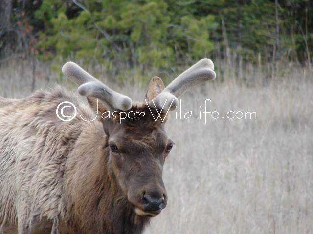 Jasper Wildlife - Bull Elk May 1st new rack growth