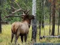 Jasper Wildlife ELK 034 Inspecting Marked Tree