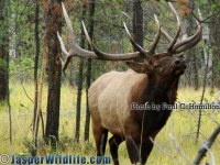 Jasper Wildlife ELK Bull Charges Through Brush 136