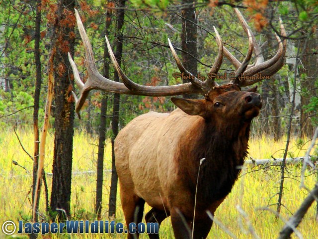 Jasper Wildlife ELK Bull Charges Through Brush 136