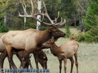 Jasper Wildlife ELK Bull Near Calf of The Year 231
