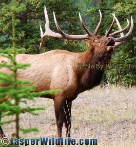 Jasper elk male - Wildlife