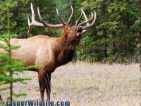 Jasper Wildlife Elk Bull Bugling 092707 089