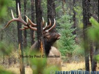 Jasper Wildlife Elk Bull in Forest 092807 016