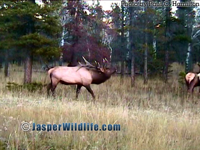 Jasper Wildlife - Elk Bull in Rut 2006