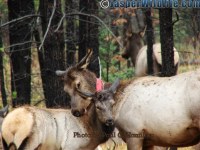 Jasper Wildlife Elk Mother Nuzzling Calf 092807 25