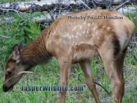 Jasper Wildlife Elk of Year Spotted jul07