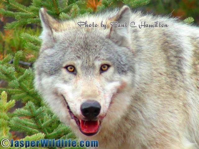 Jasper-Wildlife-Healthy-Blonde-Wolf-Near-a-Kill-051408