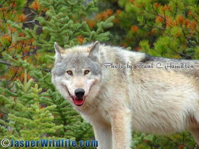 Jasper Wildlife Healthy Blonde Wolf Standing Near Kill 051408