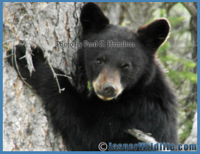 Jasper Wildlife - Bear Cub