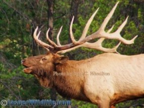 Jasper Wildlife Large Elk Bull Bugling 90707