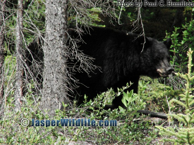 Large Black Bear
