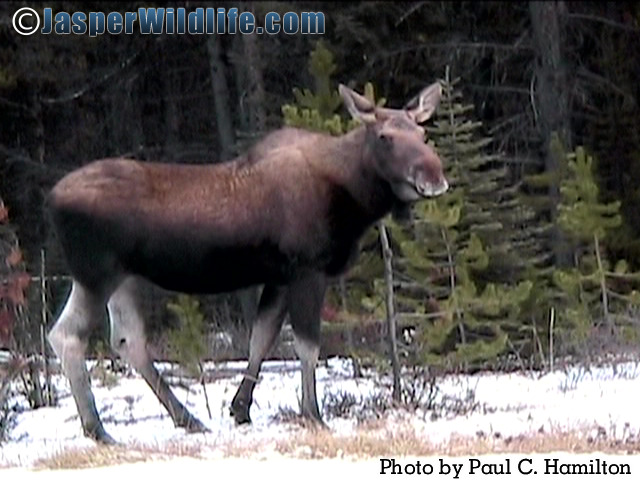 Jasper Wildlife - Moose in Oct