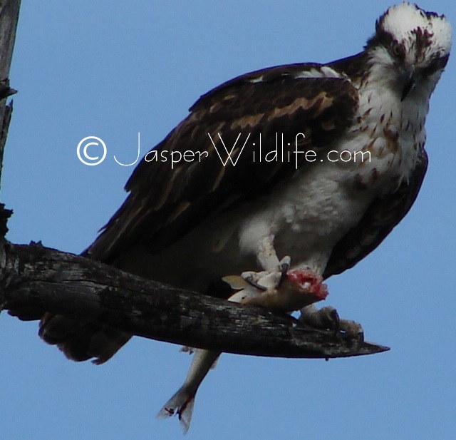 Jasper Wildlife - Osprey Holding Fish