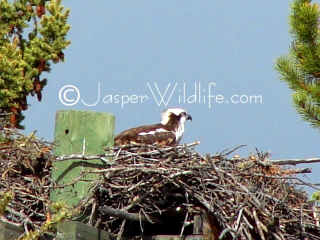 Jasper Wildlife Pics Osprey alone big2