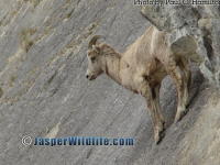 Jasper Wildlife - Young Big Horn Sheep 664