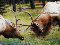 Jasper Wildlife Young Elk Bulls Fighting 092507 063